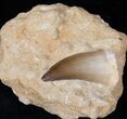 Mosasaur Tooth In Rock - Large #13132-1